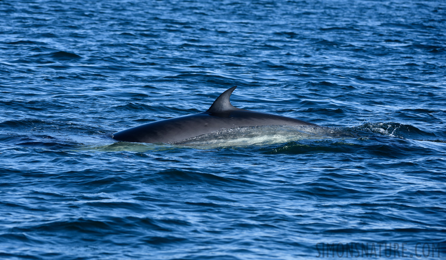 Balaenoptera acutorostrata [200 mm, 1/1000 sec at f / 8.0, ISO 640]